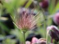 Rotbl�hende Garten K�chenschelle - Pulsatilla vulgaris 'R�de Klokke'