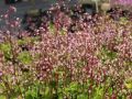 Porzellanbl�mchen - Saxifraga x urbium
