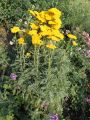 Gelbe Schafgarbe 'Parker' / 'Parkers Variet�t' - Achillea filipendulina 'Parker' / 'Parkers Variet�t'