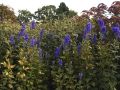Herbst-Eisenhut 'Arendsii' - Aconitum carmichaelii 'Arendsii'