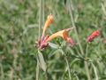 Rotbl�hende Duftnessel - Agastache barberi 'Firebird'