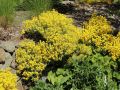 Felsen-Steinkraut - Alyssum saxatile