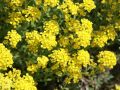 Felsen-Steinkraut 'Compactum' - Alyssum saxatile 'Compactum'