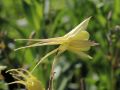 Langspornige Akelei - Aquilegia chrysantha