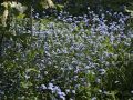 Kaukasusvergi�meinnicht - Brunnera macrophylla