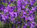 Dalmatiner Polster Glockenblume - Campanula portenschlagiana