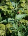 Garten Spornblume - Centranthus ruber 'Coccineus'