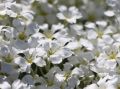Zwerg Hornkraut / Silber Hornkraut - Cerastium tomentosum
