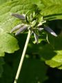 Clematis 'Crepuscule' - Clematis bonstedtii 'Crepuscule'