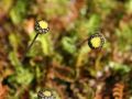 Braunes Fiederpolster / Laugenblume - Cotula squalida