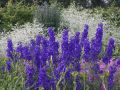 Verzweigter Garten-Rittersporn 'Atlantis' - Delphinium x belladonna 'Atlantis'