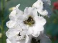 Pacific Garten Rittersporn - Delphinium Pacific Hybride 'Galahad'