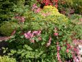 Tr�nendes Herz - Lamprocapnos spectabilis fr�her Dicentra