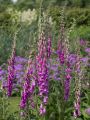 Heimischer Fingerhut - Digitalis purpurea