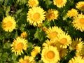 Garten Gemswurz - Doronicum orientale 'Little Leo'