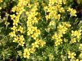 Olymp Felsenbl�mchen - Draba bruniifolia
