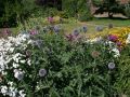 Kugeldistel - Echinops ritro