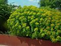 Gold Wolfsmilch - Euphorbia polychroma
