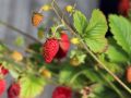 Wald-Erdbeere - Fragaria vesca var.vesca