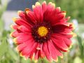 Gro�blumige Garten Kokardenblume - Gaillardia x grandiflora 'Fackelschein'