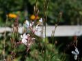 Prachtkerze - Gaura lindheimeri