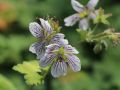 Kaukasus-Storchschnabel - Geranium renardii