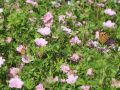 Gestreifter Blut Storchschnabel - Geranium sanguineum var.striatum