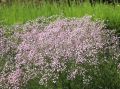 Kriechendes Schleierkraut - Gypsophila repens 'Rosenschleier'