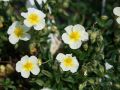 Sonnenr�schen - Helianthemum x hybridum 'Wisley Primrose'