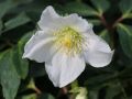 Schwarze Christrose - Helleborus niger