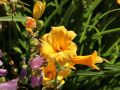 Garten Taglilie - Hemerocallis x hybrida 'Stella de Oro'