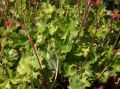 Garten Purpurgl�ckchen - Heuchera sanguinea 'Leuchtk�fer'