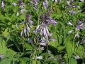 Blaublatt Funkie - Hosta sieboldiana