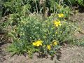 Zwerg Johanniskraut - Hypericum olympicum