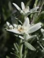 Alpen Edelwei� - Leontopodium alpinum
