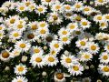 Sommer Margerite - Leucanthemum maximum