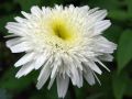 Sommer-Garten-Margerite, gef�llt - Leucanthemum Max.-Hyb., gef�llt