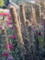 �hrige Prachtscharte - Liatris spicata