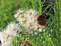�hrige Garten-Prachtscharte 'Floristan Wei�' - Liatris spicata 'Floristan Wei�'