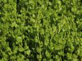 M�nzkraut / Pfennigkraut - Lysimachia nummularia