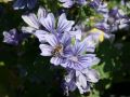 Algier Malve - Malva sylvestris 'Primley Blue'