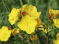 Garten Nachtkerze - Oenothera tetragona 'Fyrverkeri'