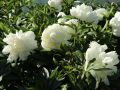 Garten Pfingstrose - Paeonia lactiflora 'wei� gef�llt'