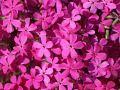 Teppich Flammenblume / Polsterphlox - Phlox douglasii-hybride 'Crackerjack'