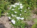 Polster Flammenblume / Polsterphlox - Phlox subulata 'White Delight'