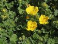 Gro�bl�tiges Fingerkraut - Potentilla megalantha