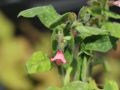 Kleingeflecktes Lungenkraut - Pulmonaria officinalis 'Dora Bielefeld'