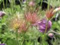 K�chenschelle - Pulsatilla vulgaris