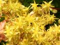 Schneeteppich-Fettblatt / Fetthenne - Sedum spurium 'Album Superbum'