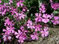 Garten Leimkraut - Silene schafta 'Splendens'